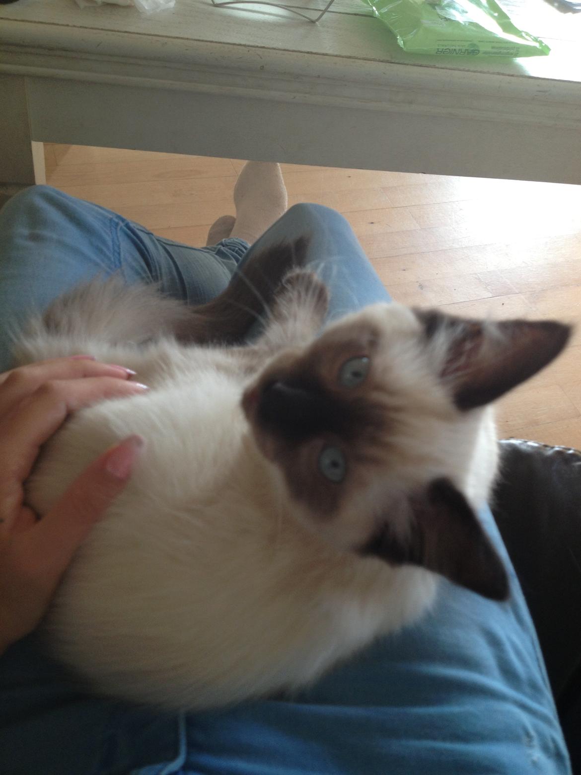 Ragdoll MisMis billede 9