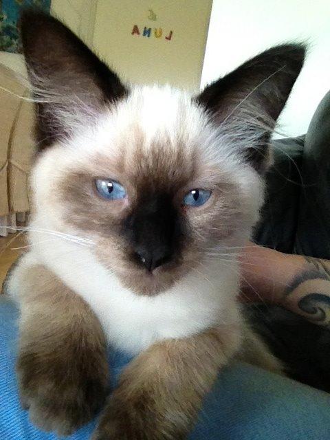 Ragdoll MisMis billede 10