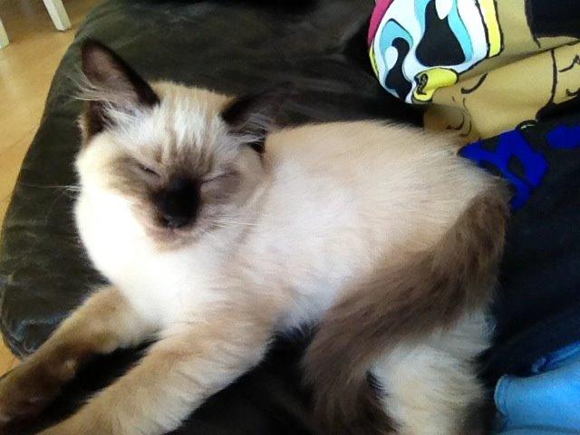 Ragdoll MisMis billede 11