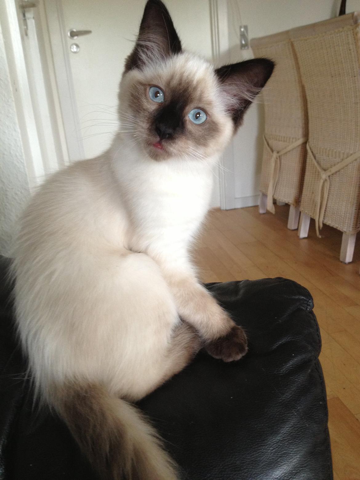 Ragdoll MisMis billede 12