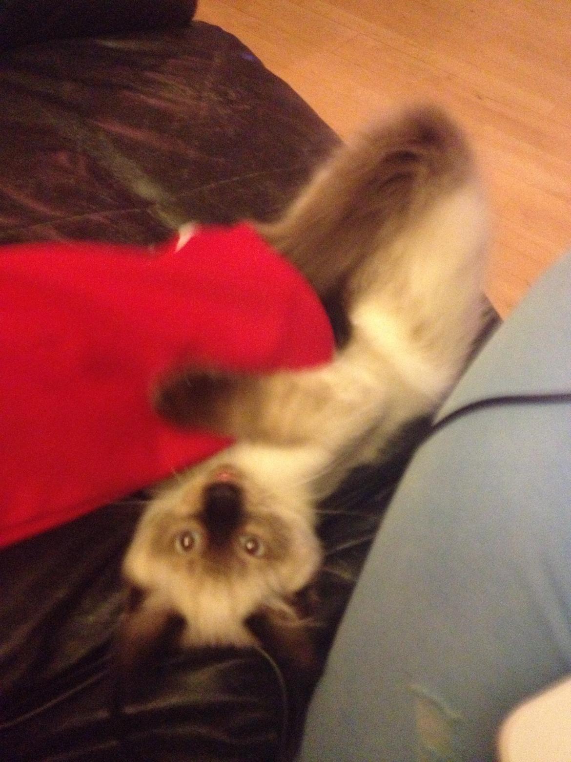 Ragdoll MisMis billede 13