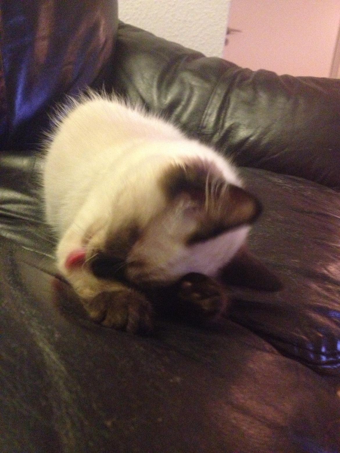 Ragdoll MisMis billede 14