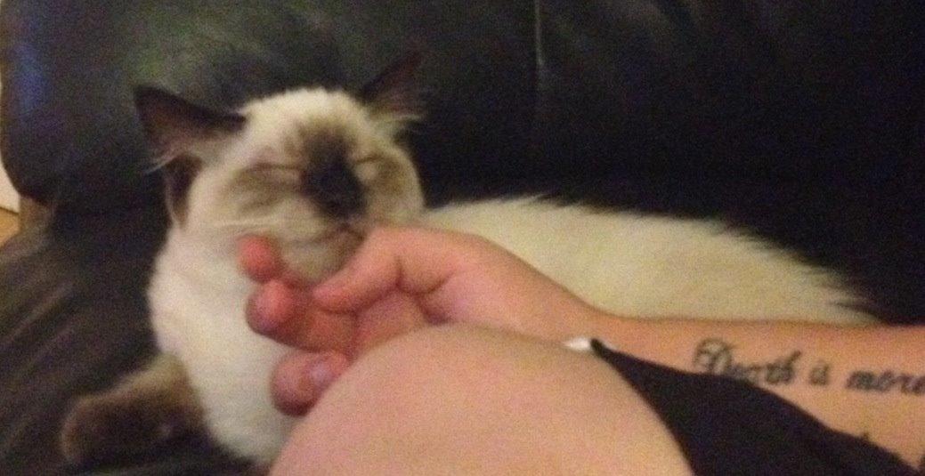 Ragdoll MisMis billede 15