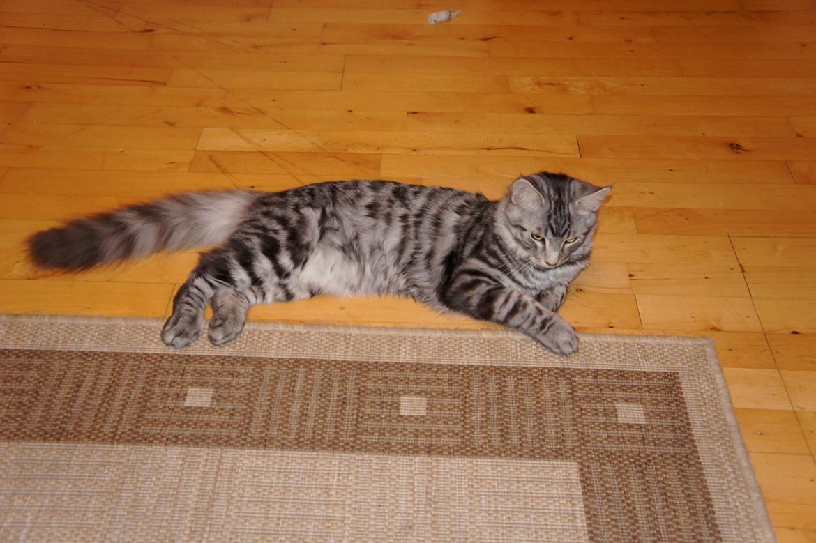 Blanding af racer Django billede 5