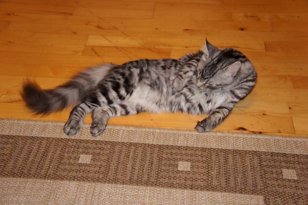 Blanding af racer Django billede 13