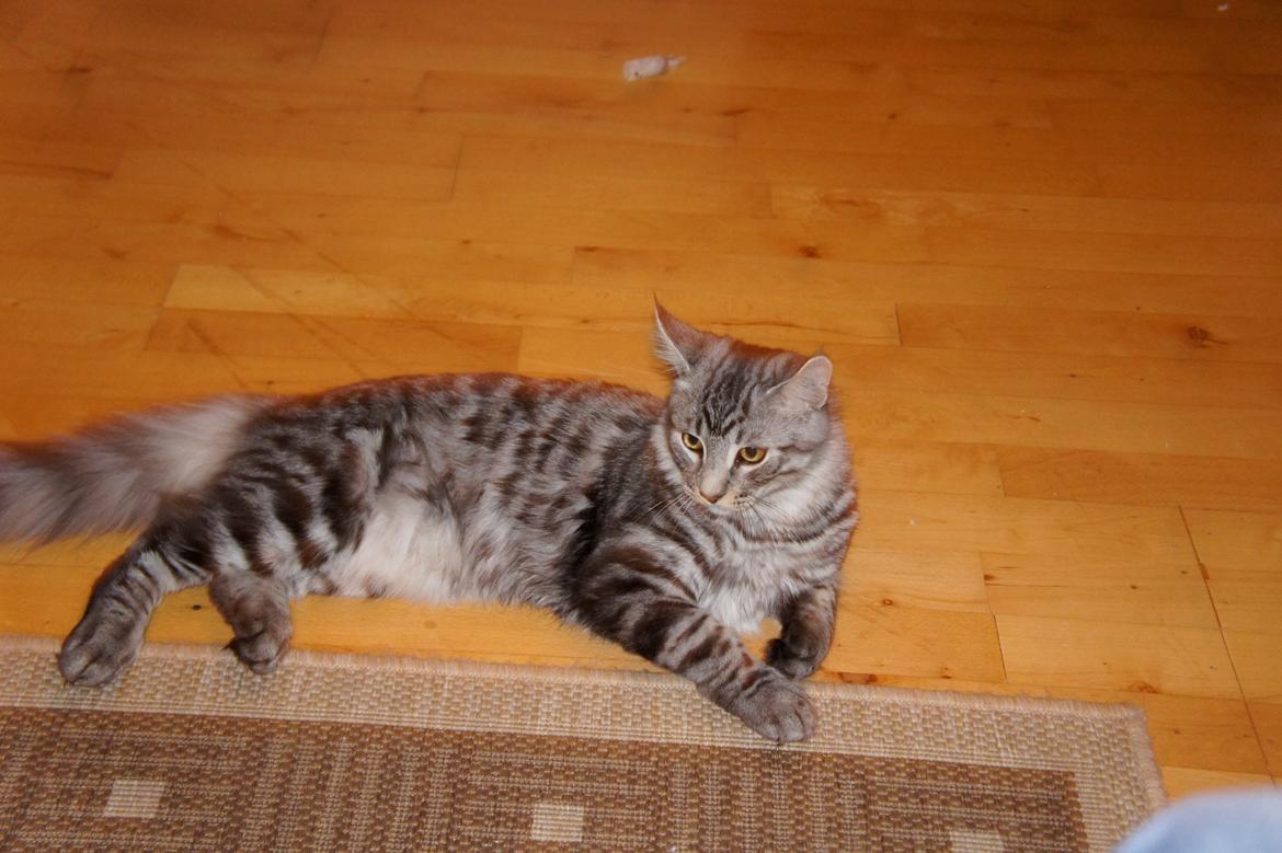 Blanding af racer Django billede 4