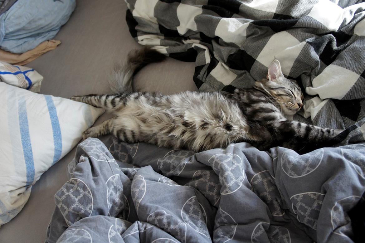 Blanding af racer Django billede 6