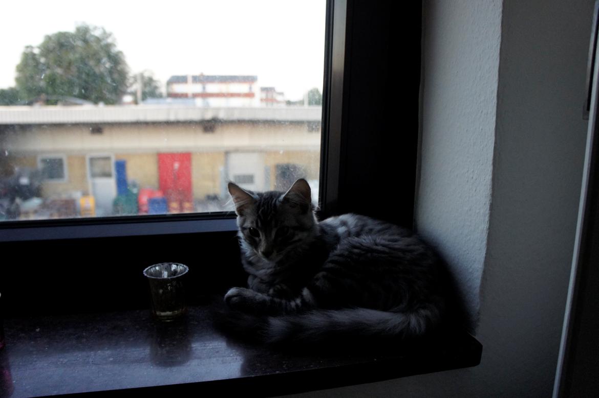 Blanding af racer Django billede 12