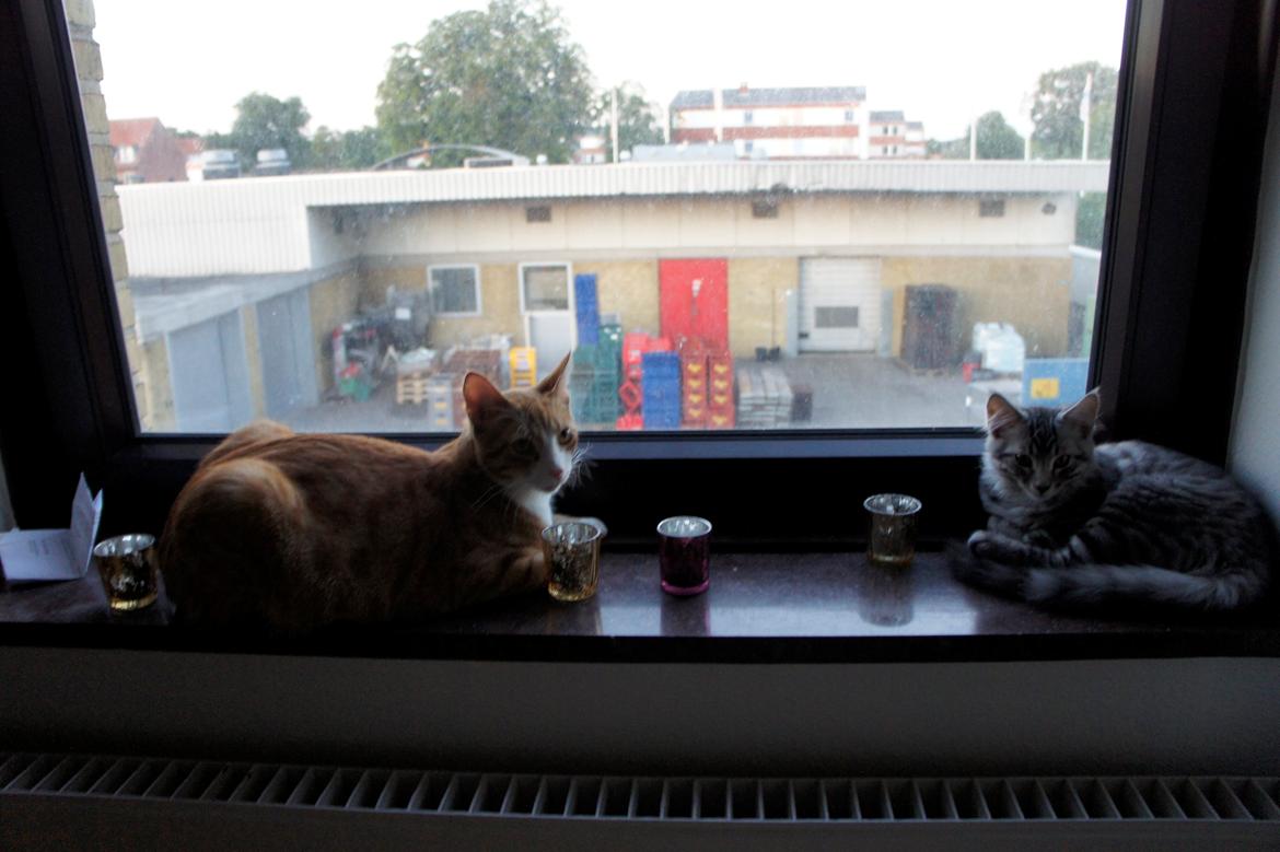 Blanding af racer Django billede 9