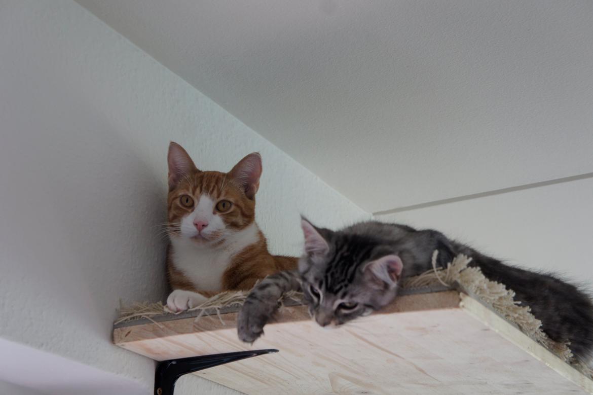 Blanding af racer Django billede 11