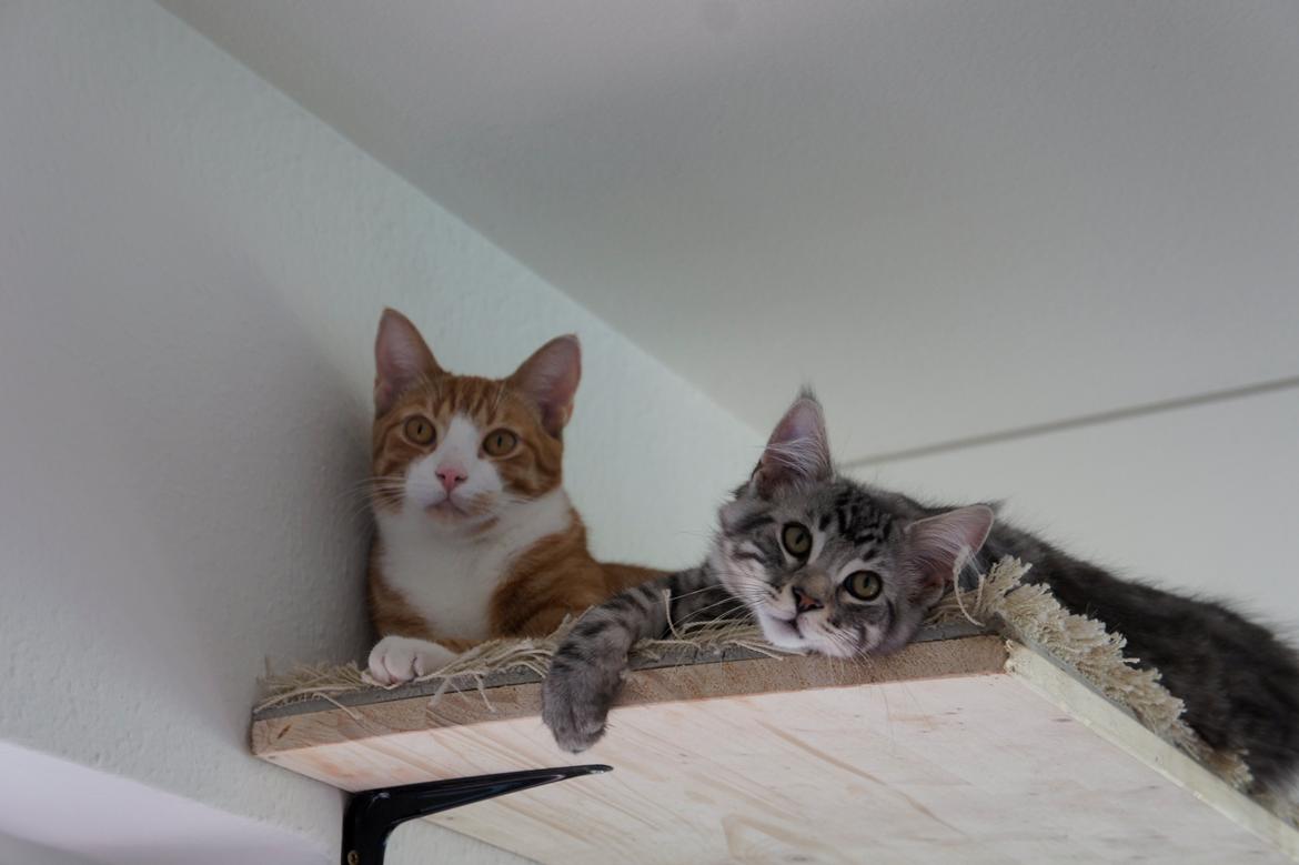 Blanding af racer Django billede 3