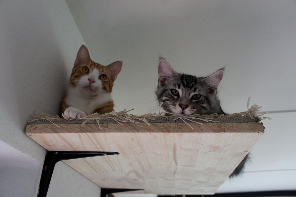 Blanding af racer Django billede 10