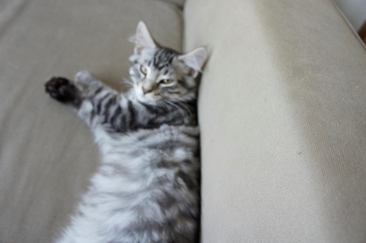 Blanding af racer Django billede 7