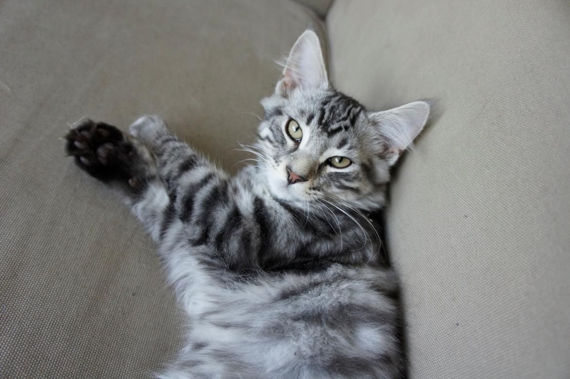 Blanding af racer Django billede 2