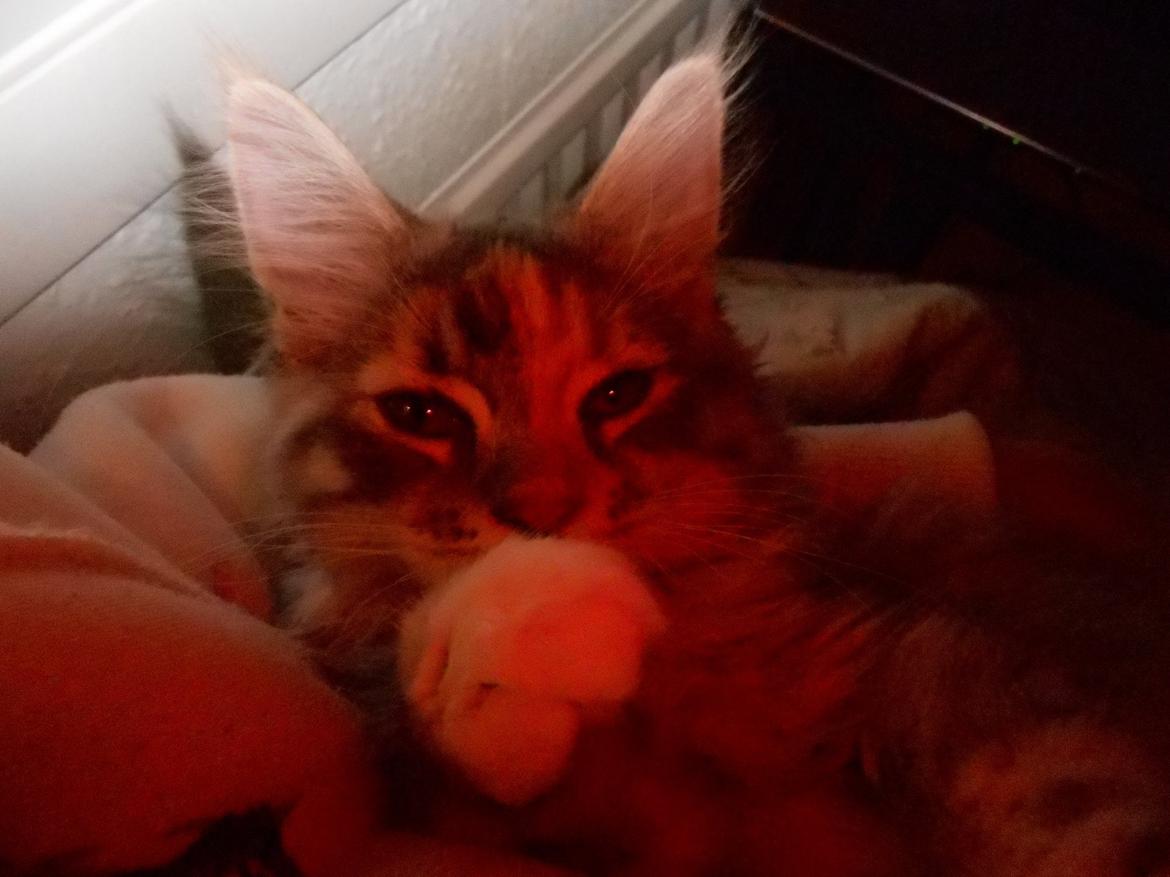 Blanding af racer Chili - Skal vi bokse? ... 12 uger  billede 29