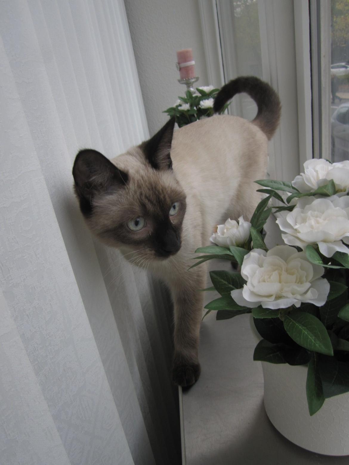 Siameser Nemesis billede 18