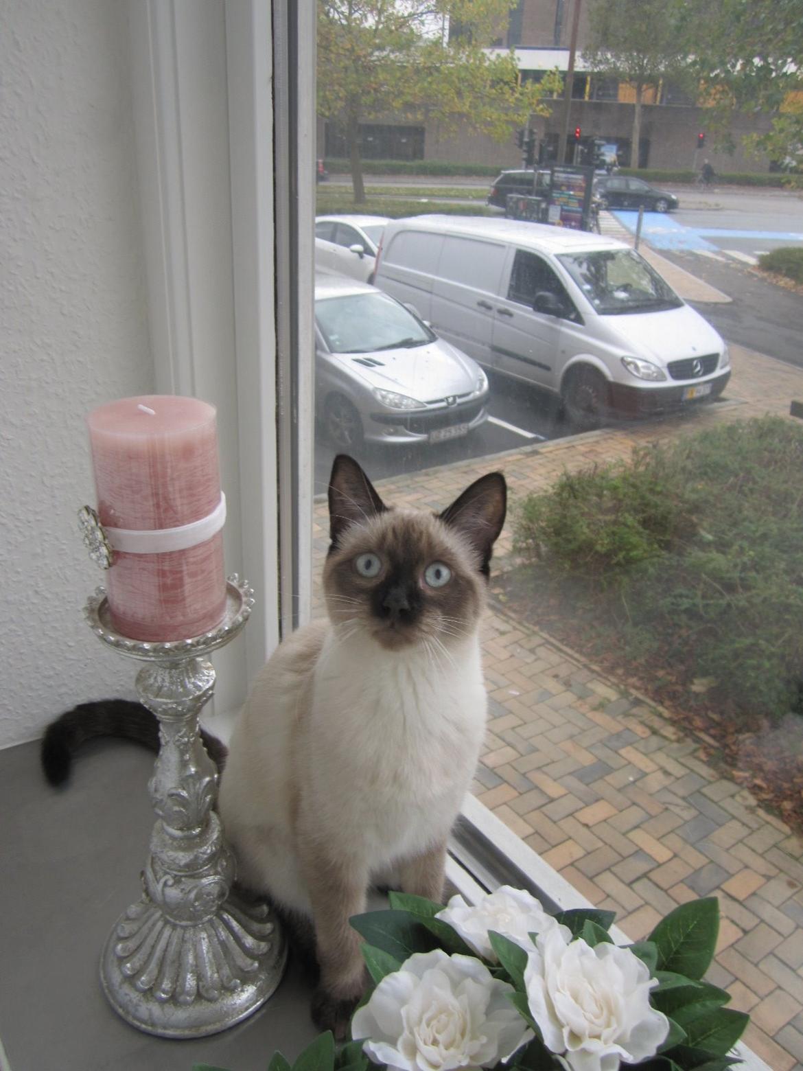 Siameser Nemesis billede 19