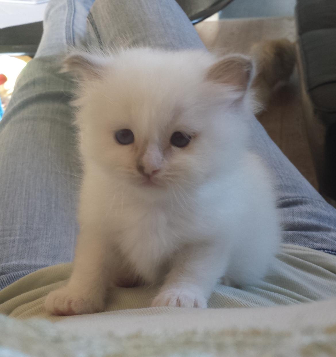 Hellig Birma DK Anskjær´s Awesome Abbiya- Lillatortie billede 2