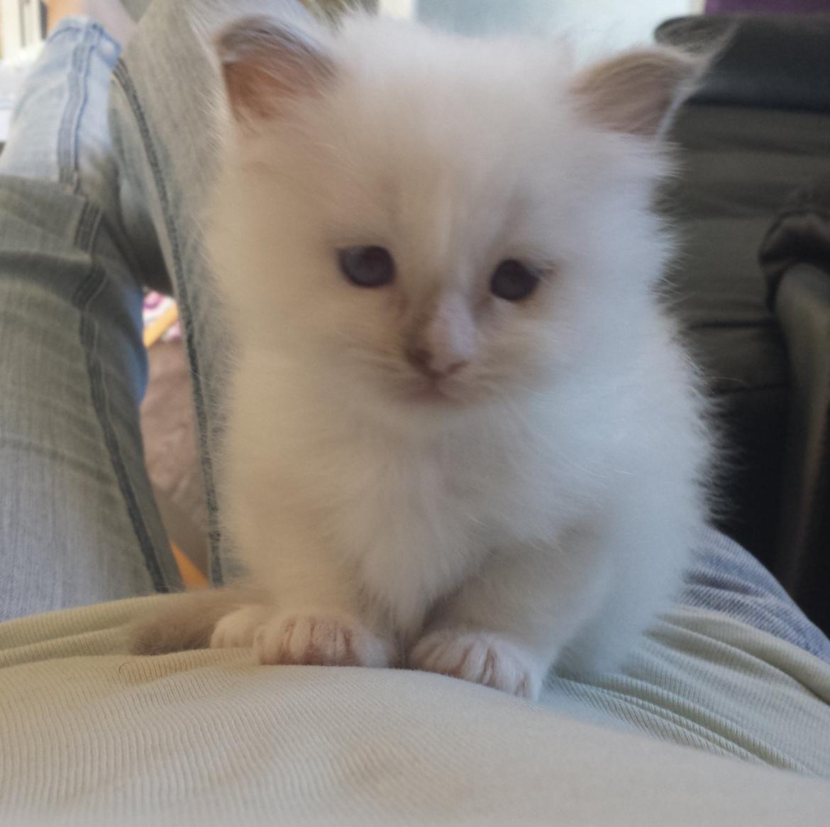 Hellig Birma DK Anskjær´s Awesome Abbiya- Lillatortie billede 3