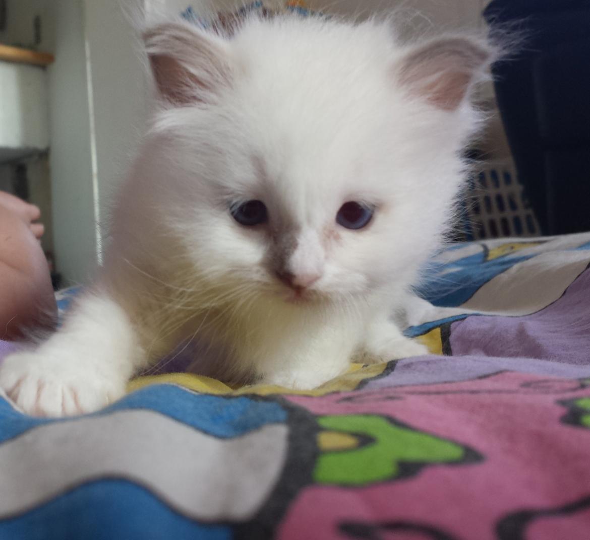 Hellig Birma DK Anskjær´s Awesome Abbiya- Lillatortie billede 4