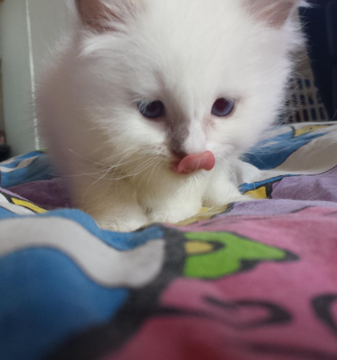 Hellig Birma DK Anskjær´s Awesome Abbiya- Lillatortie billede 5