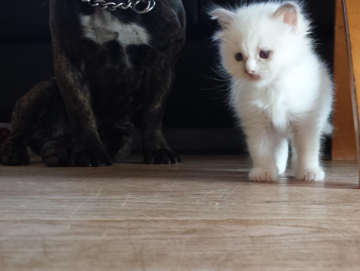 Hellig Birma DK Anskjær´s Awesome Abbiya- Lillatortie billede 6