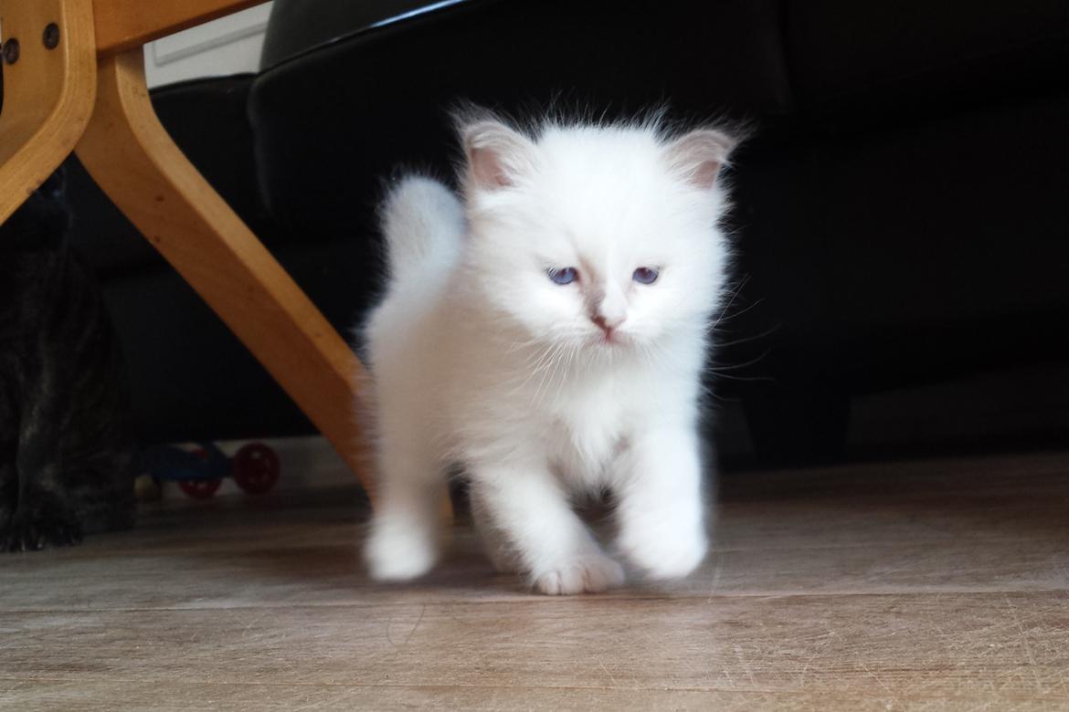 Hellig Birma DK Anskjær´s Awesome Abbiya- Lillatortie billede 7