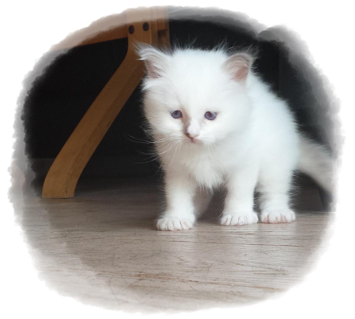 Hellig Birma DK Anskjær´s Awesome Abbiya- Lillatortie billede 8