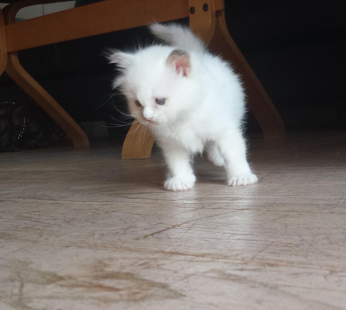 Hellig Birma DK Anskjær´s Awesome Abbiya- Lillatortie billede 9