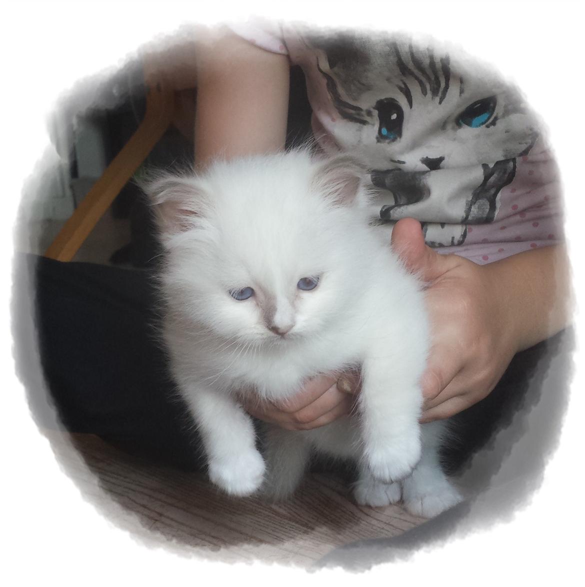 Hellig Birma DK Anskjær´s Awesome Abbiya- Lillatortie billede 1