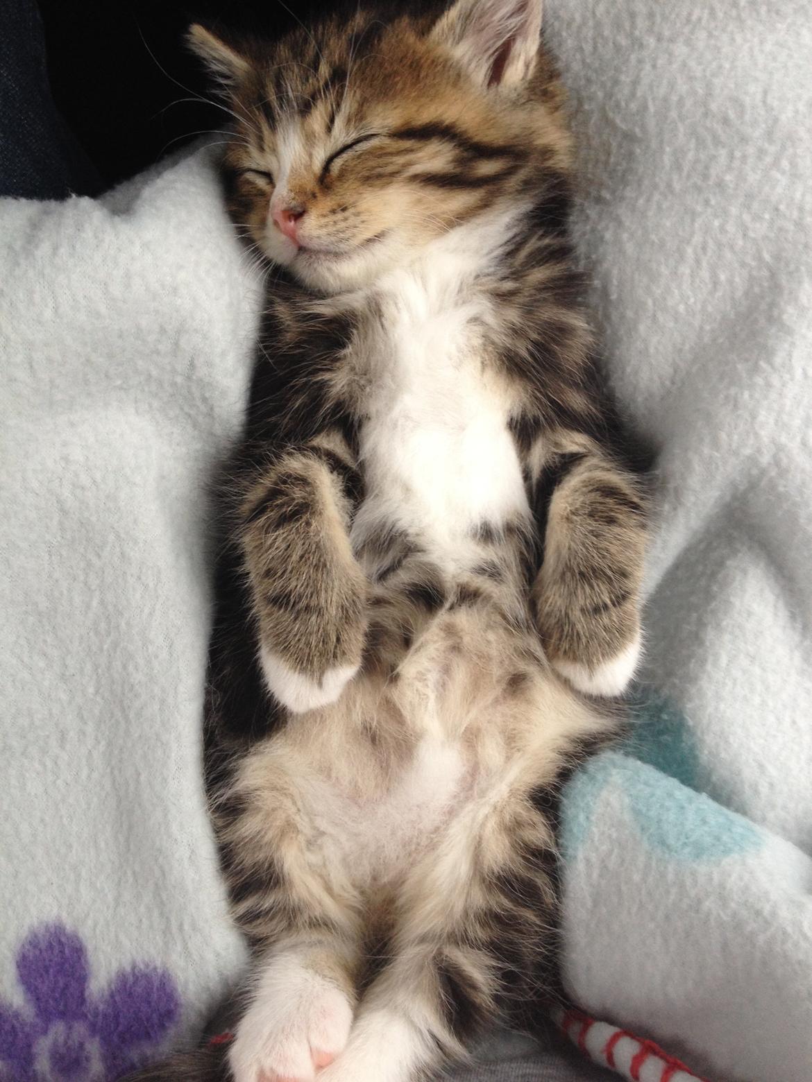 Blanding af racer Amigo - Dagen vi hentede Amigo billede 1