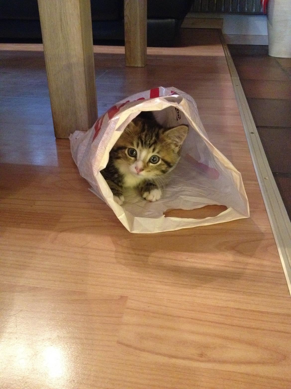 Blanding af racer Amigo - Amigo fandt en spændende pose på gulvet billede 2