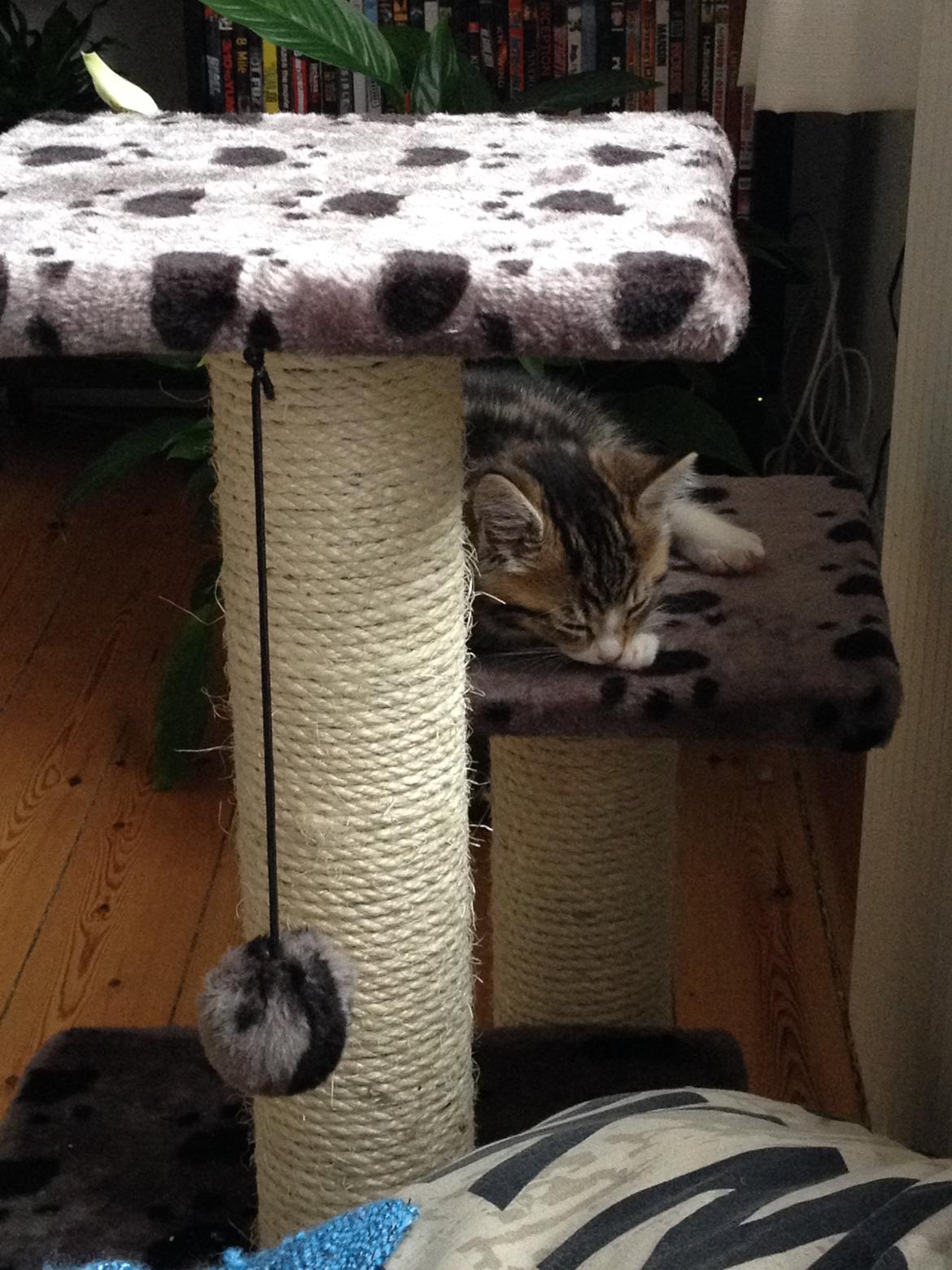 Blanding af racer Amigo - Amigo var i fuld gang med at lege, da han pludselig blev træt billede 3