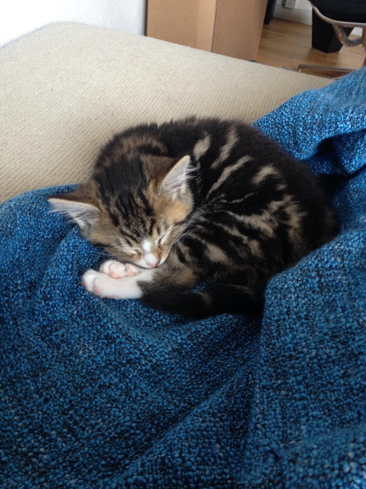 Blanding af racer Amigo - Migo'mus sover<3 billede 4