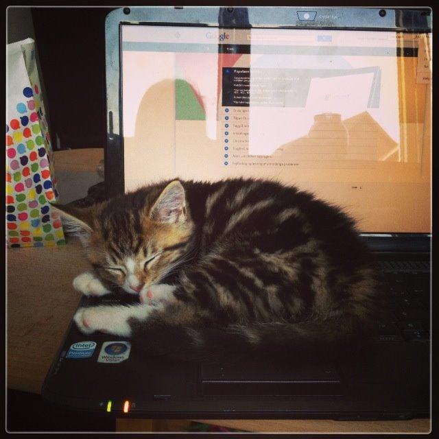 Blanding af racer Amigo - Amigo synes computeren var dejlig varm :) billede 5