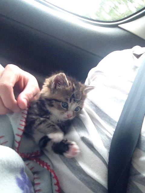 Blanding af racer Amigo - Amigo - dagen vi hentede ham billede 6