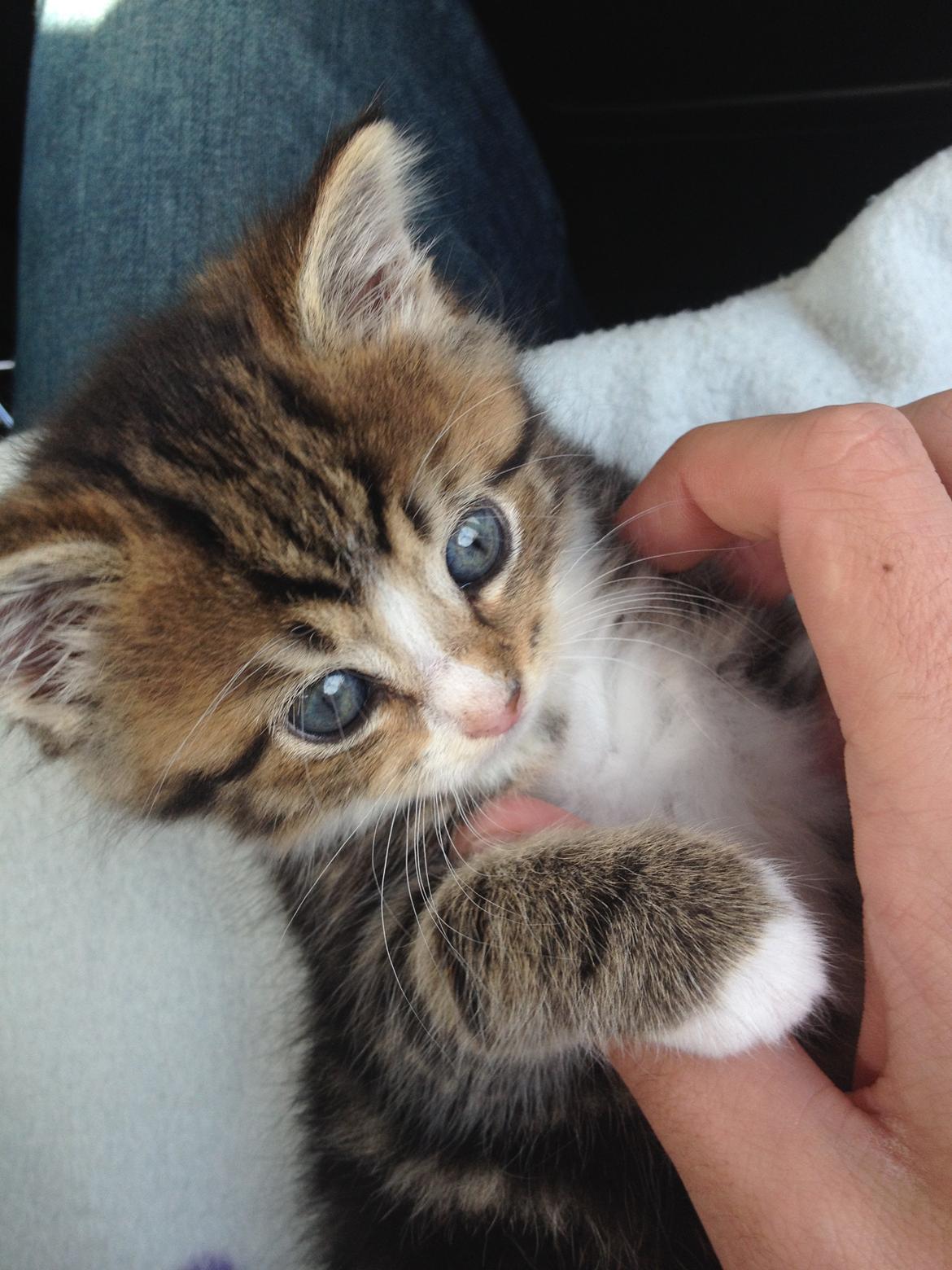 Blanding af racer Amigo - Amigo - dagen vi hentede ham billede 7