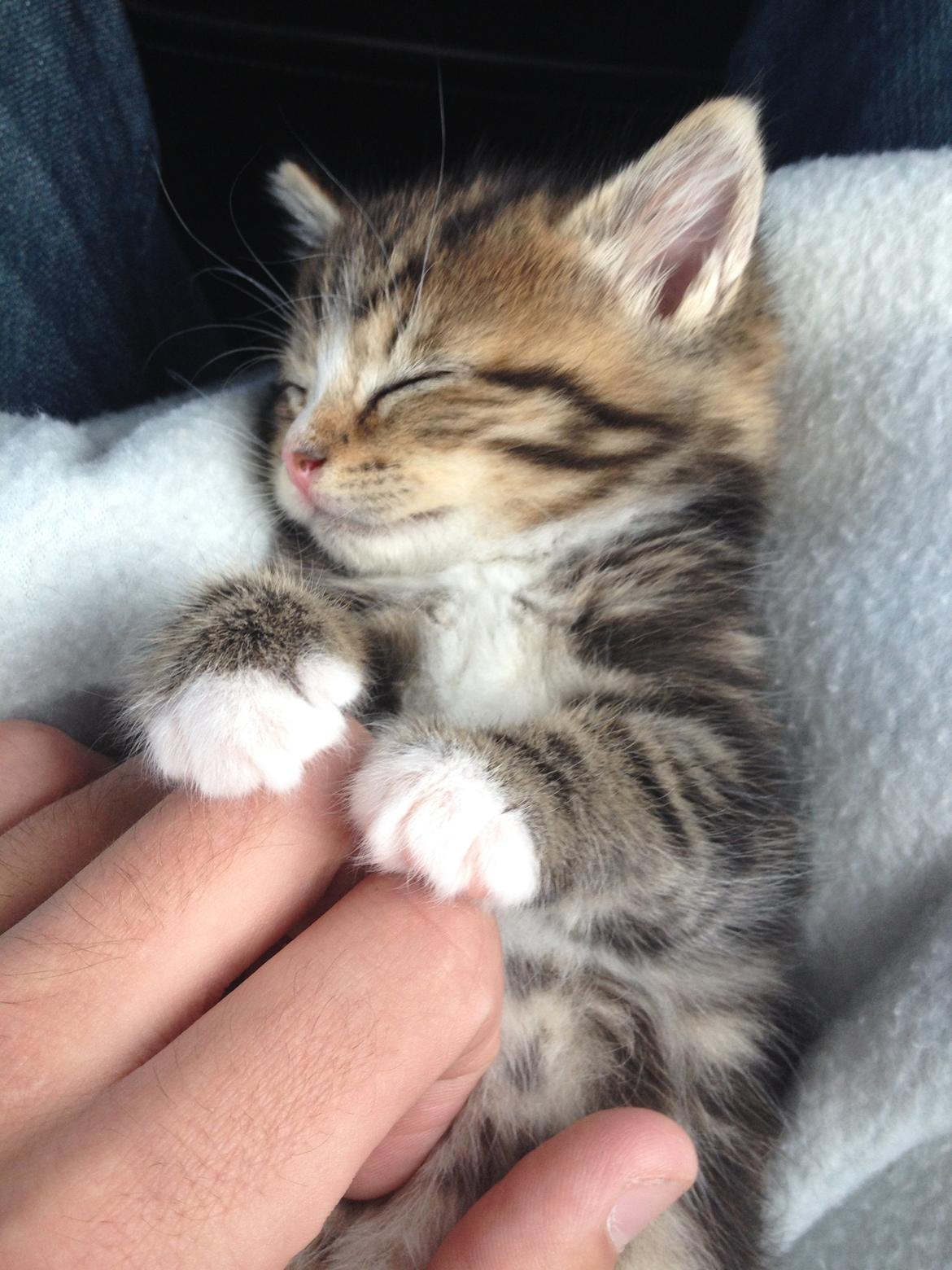 Blanding af racer Amigo - Amigo - dagen vi hentede ham billede 8