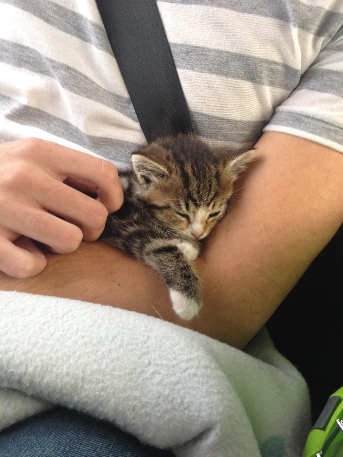 Blanding af racer Amigo - Amigo - dagen vi hentede ham billede 9