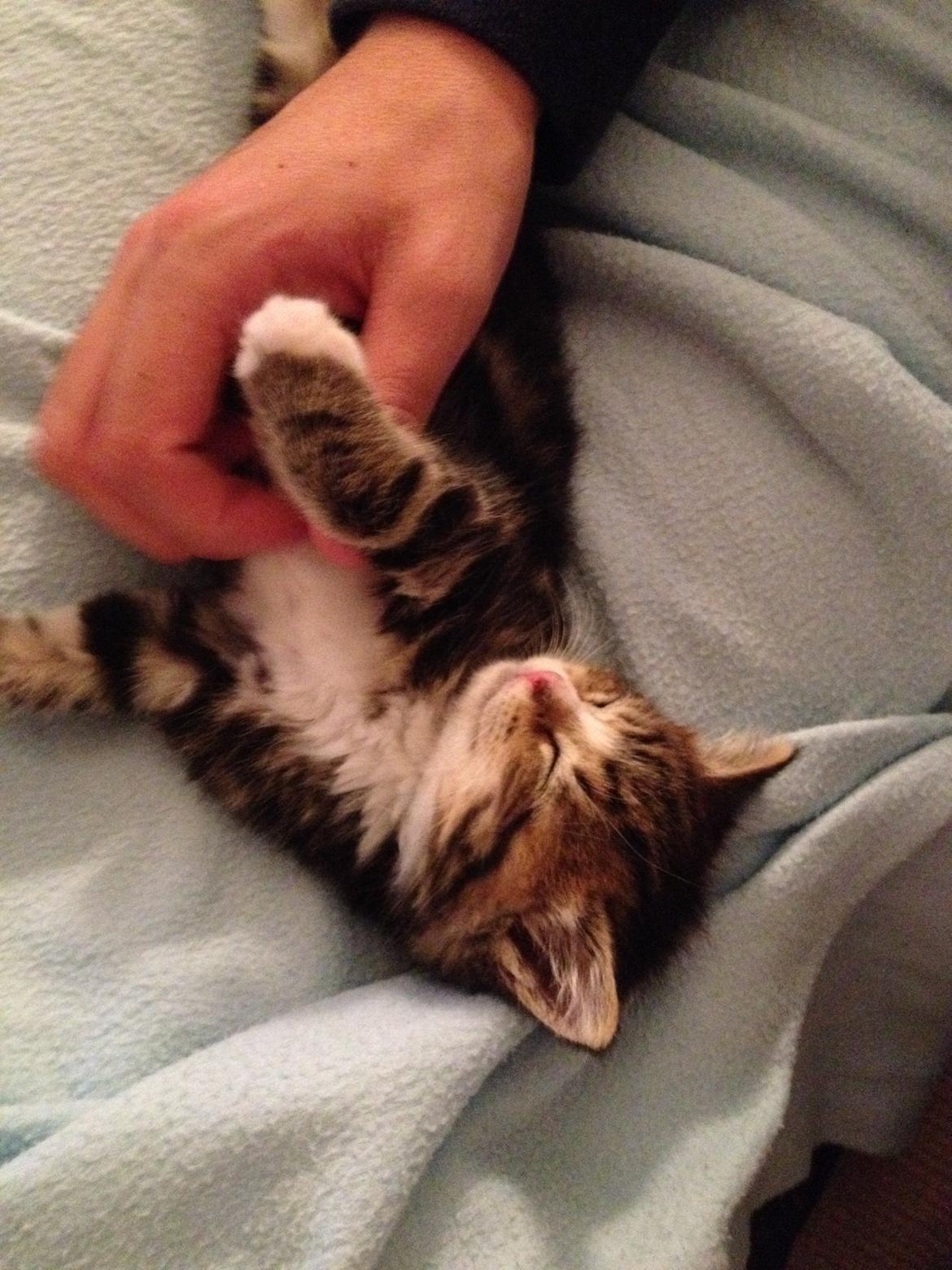 Blanding af racer Amigo - putte trold<3 billede 11