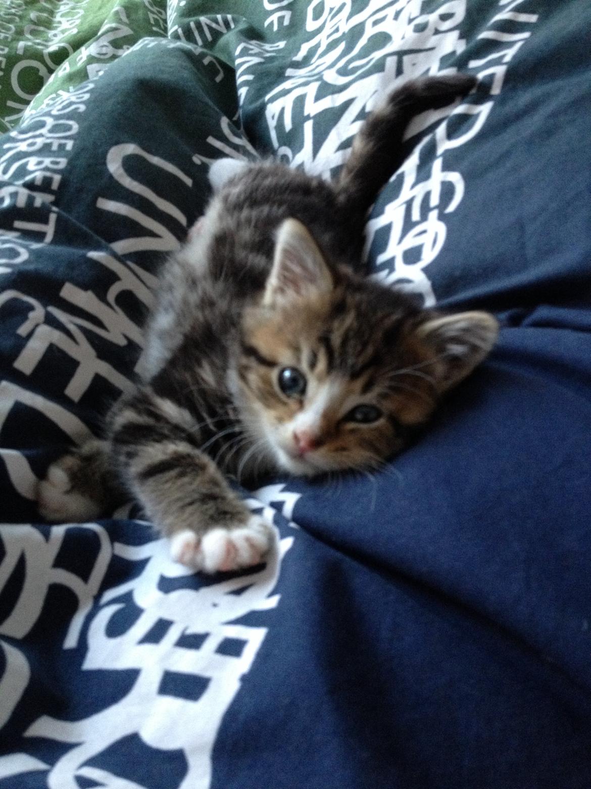 Blanding af racer Amigo - Amigo<3 billede 12