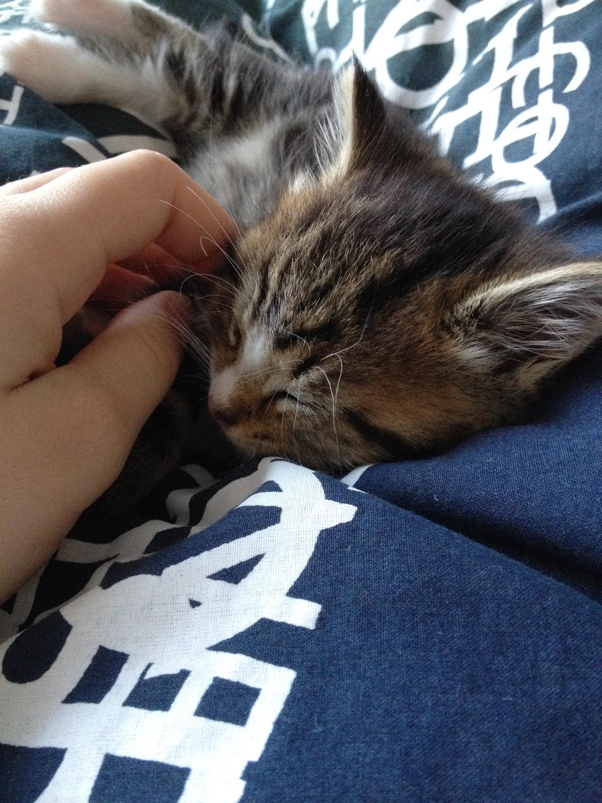 Blanding af racer Amigo billede 13