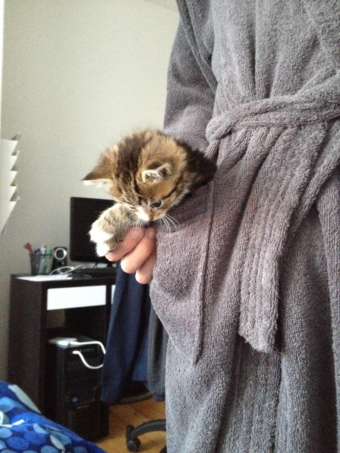 Blanding af racer Amigo - Amigo elsker huler og små steder hvor han kan gemme sig<3 billede 14