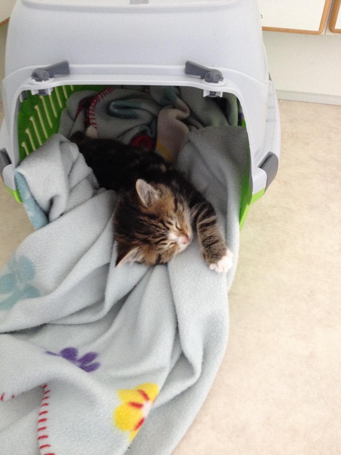 Blanding af racer Amigo billede 15