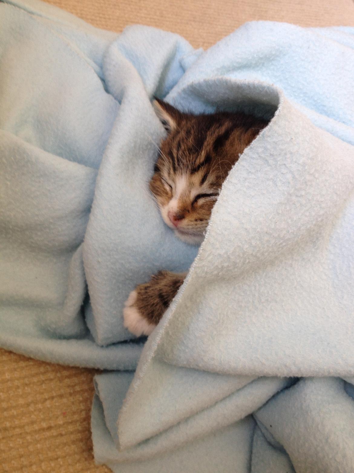 Blanding af racer Amigo billede 16