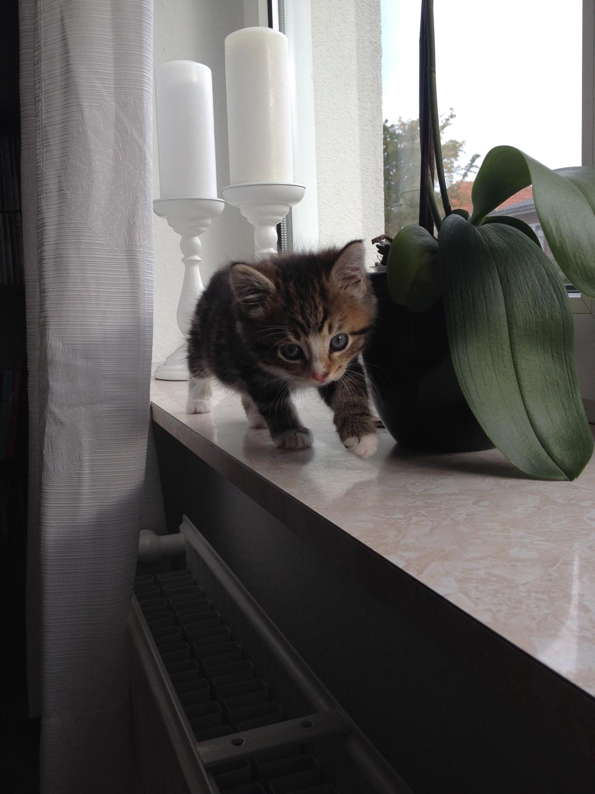 Blanding af racer Amigo billede 18