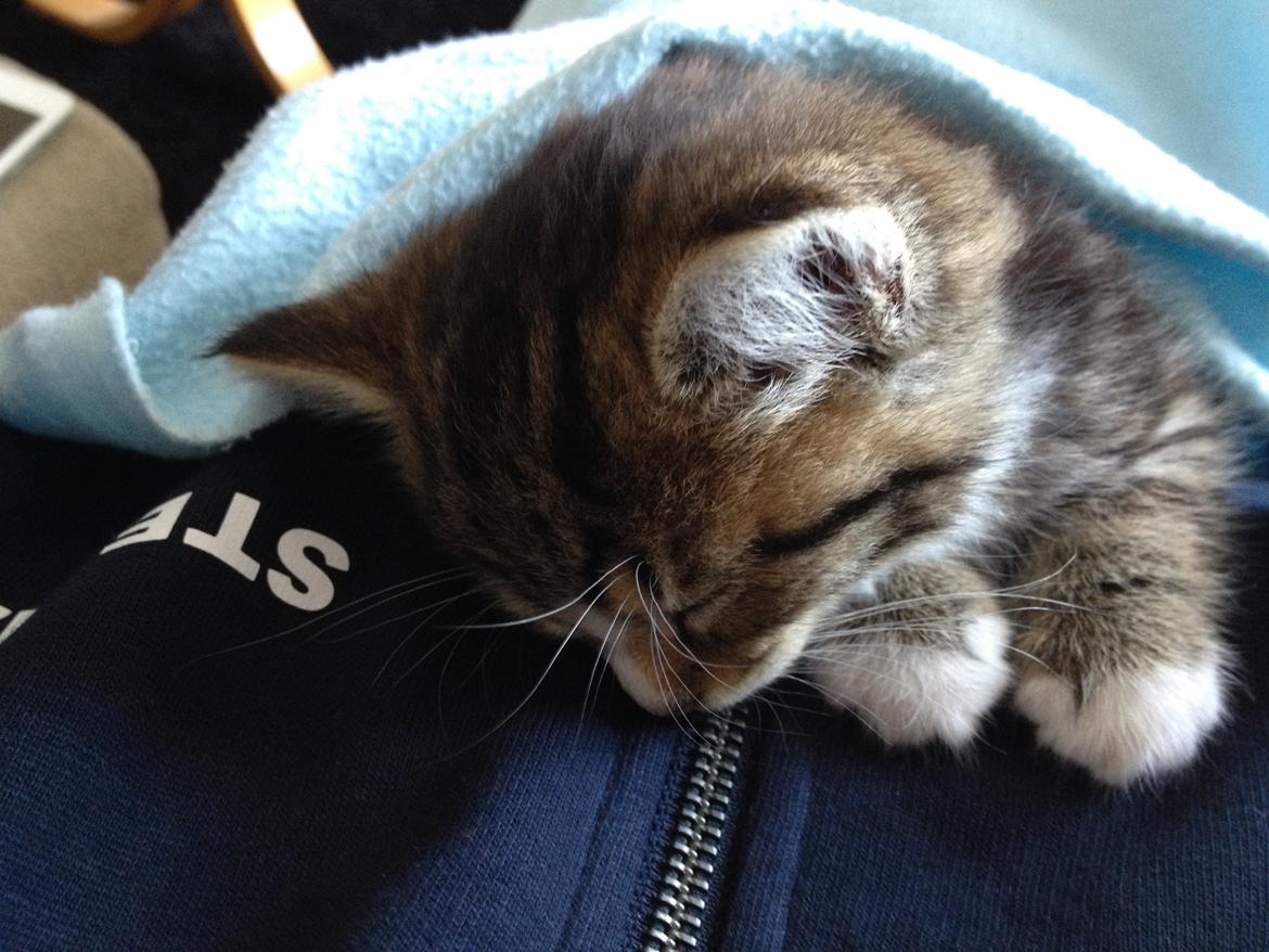 Blanding af racer Amigo billede 19