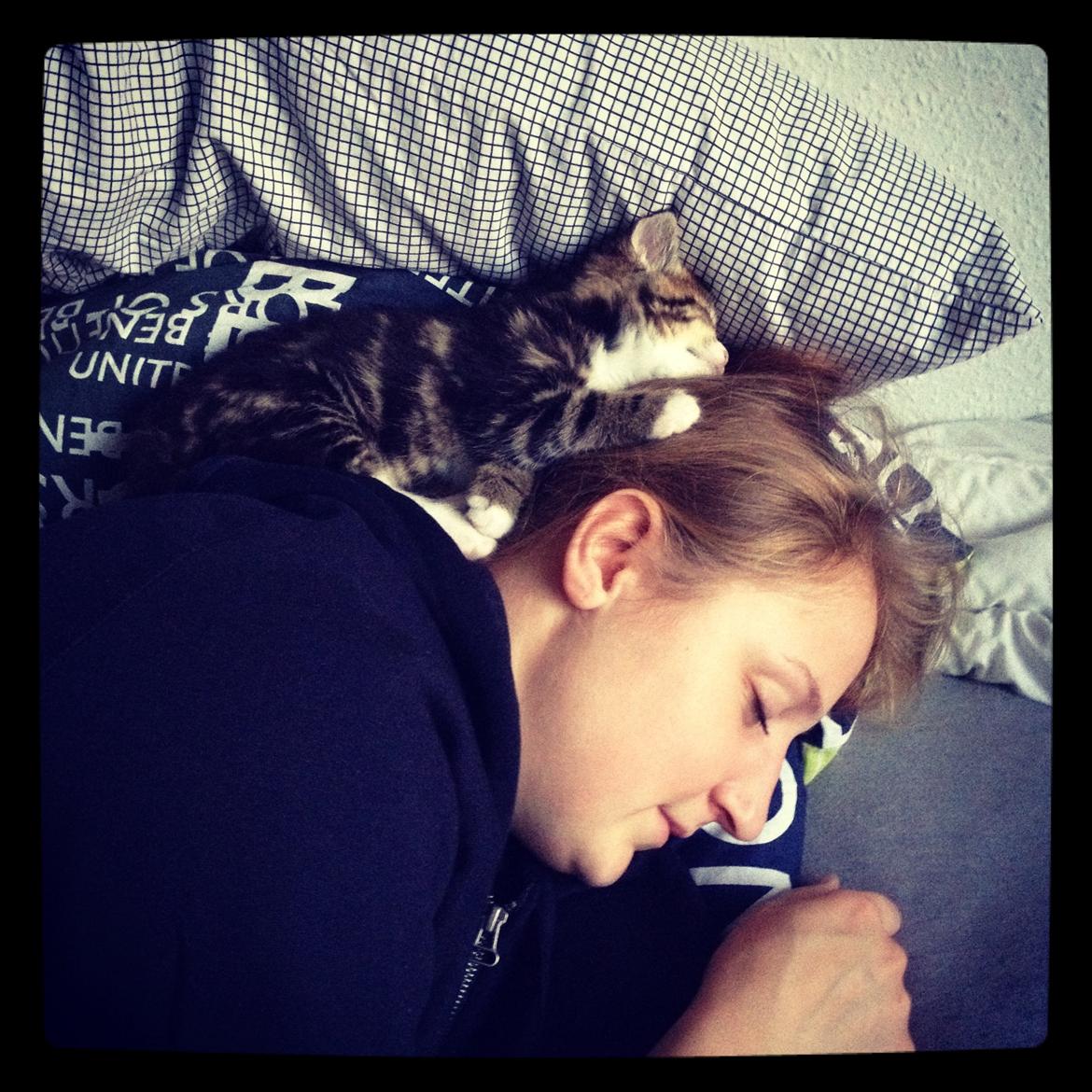 Blanding af racer Amigo - sådan sover man bedst<3 billede 20