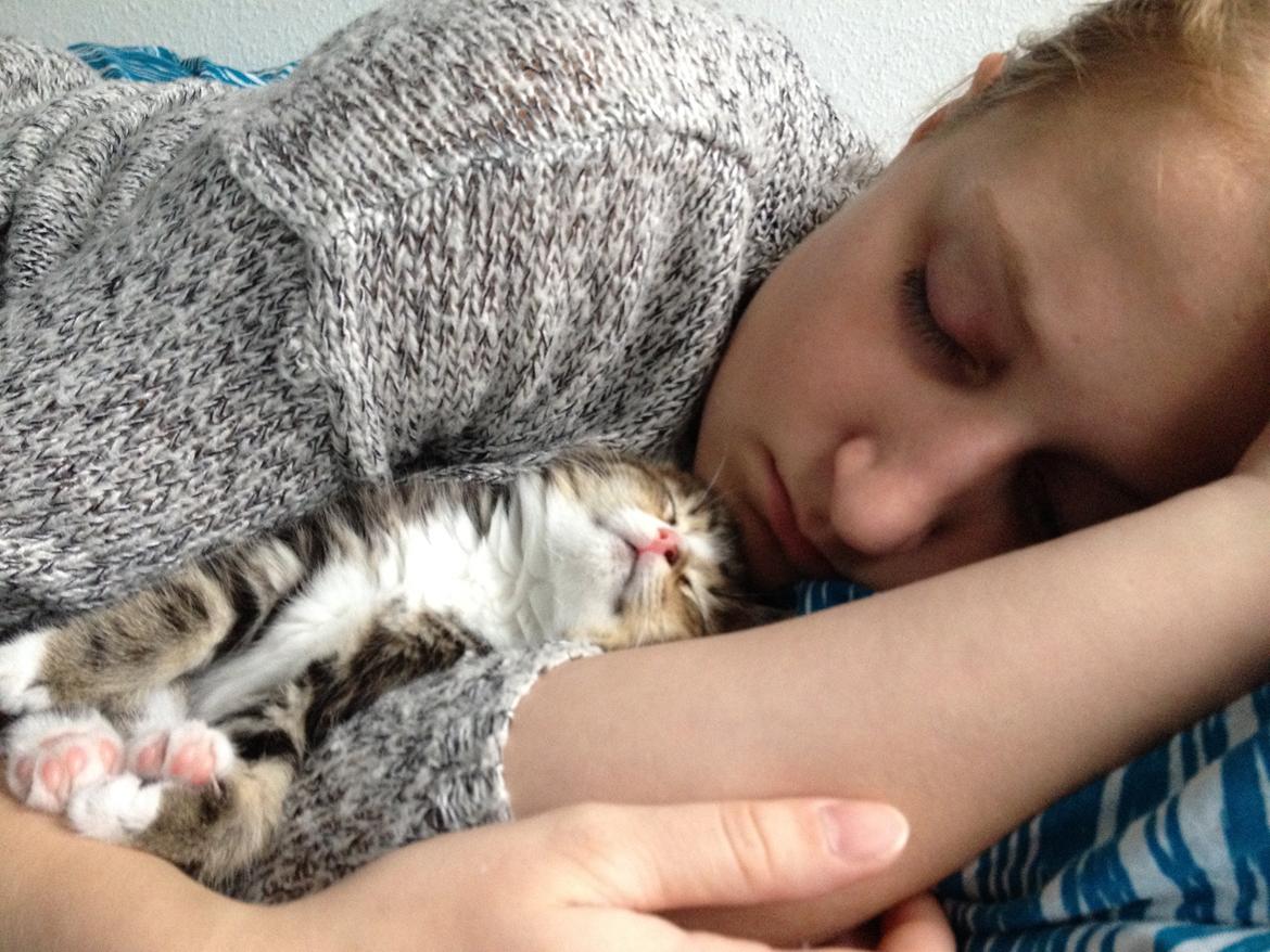 Blanding af racer Amigo - middags lur<3 billede 21