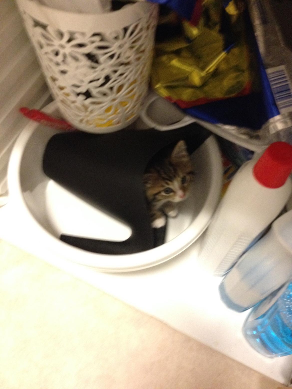 Blanding af racer Amigo - Amigos bedste skjulested<3 billede 23